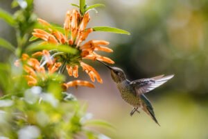 The Role Of Birds Vital Pollinators And Seed Spreaders Birdsmania