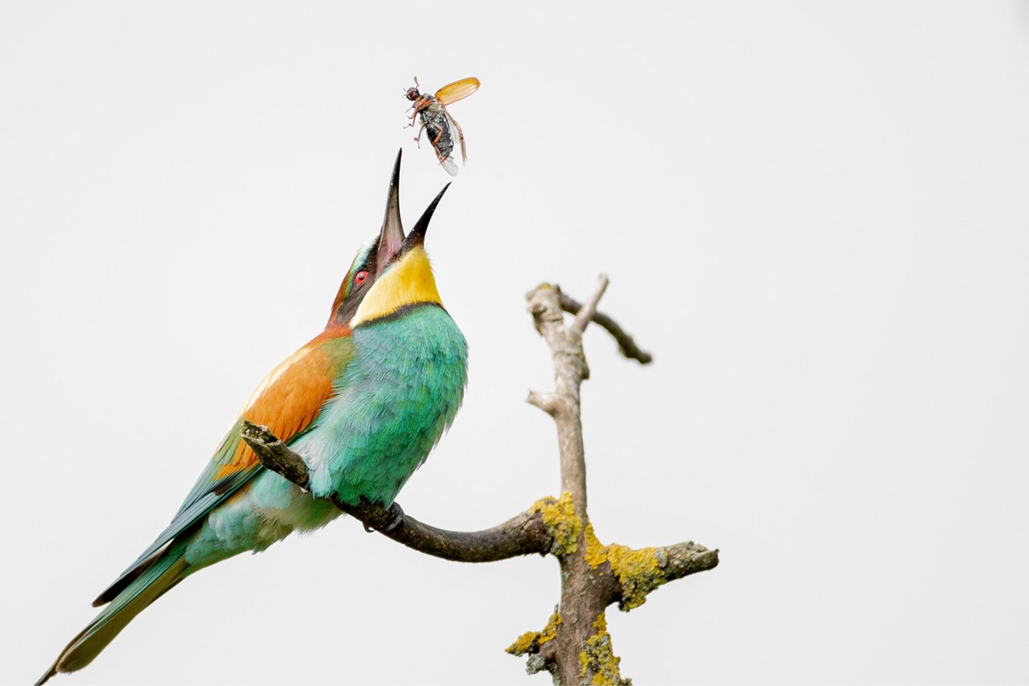 The Role of Birds in Insect Control: Nature's Allies - Birdsmania
