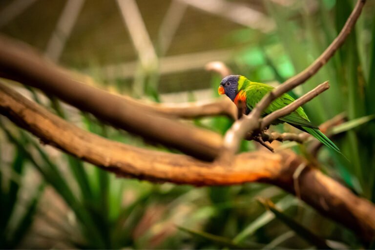Birds and Their Use of Tools: A Smart Sign - Birdsmania