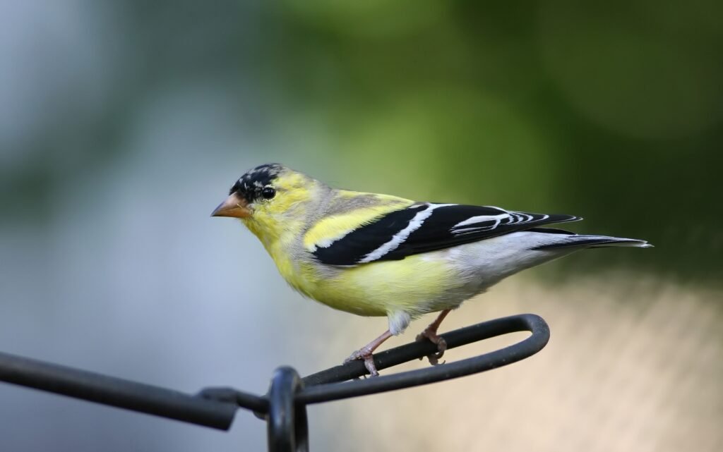 american-goldfinch