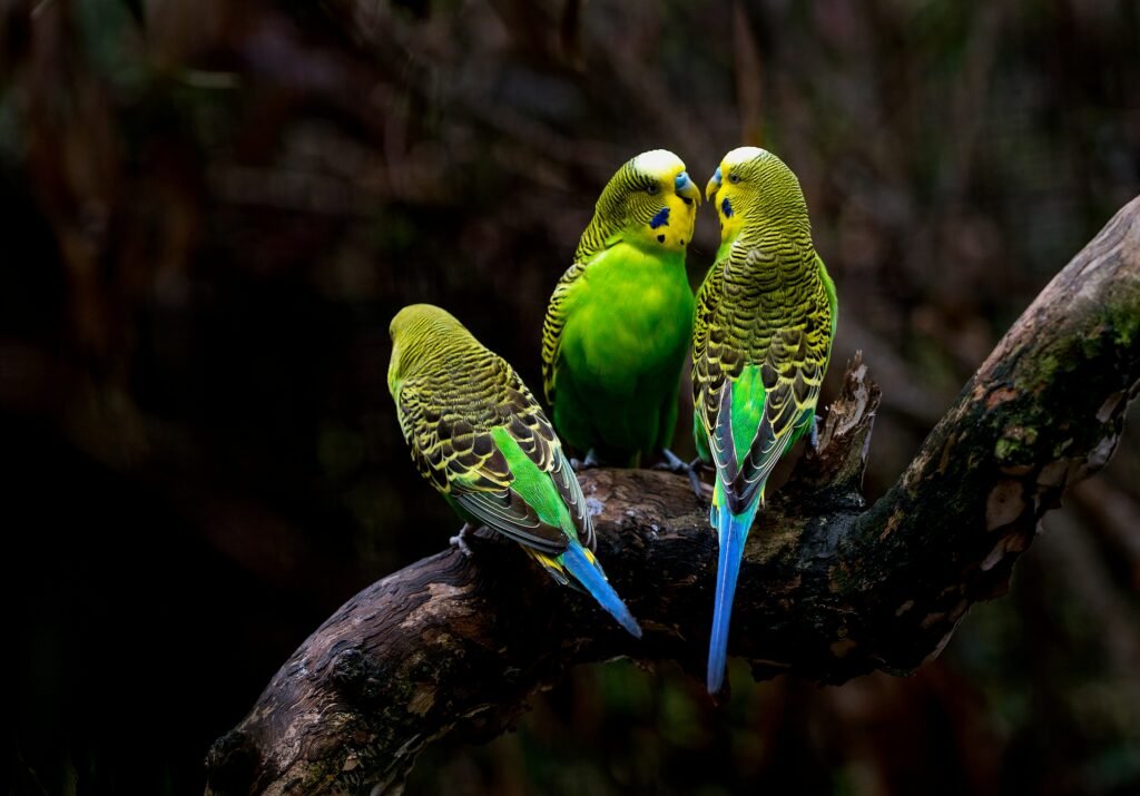 Three birds on a branch