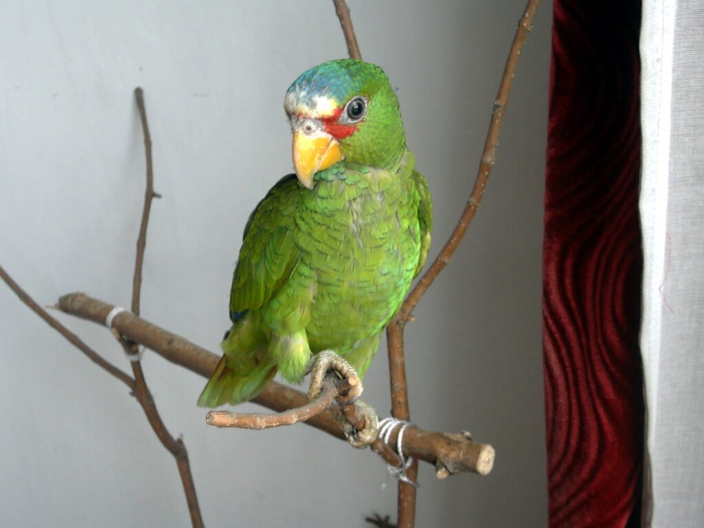 parrots-1401043