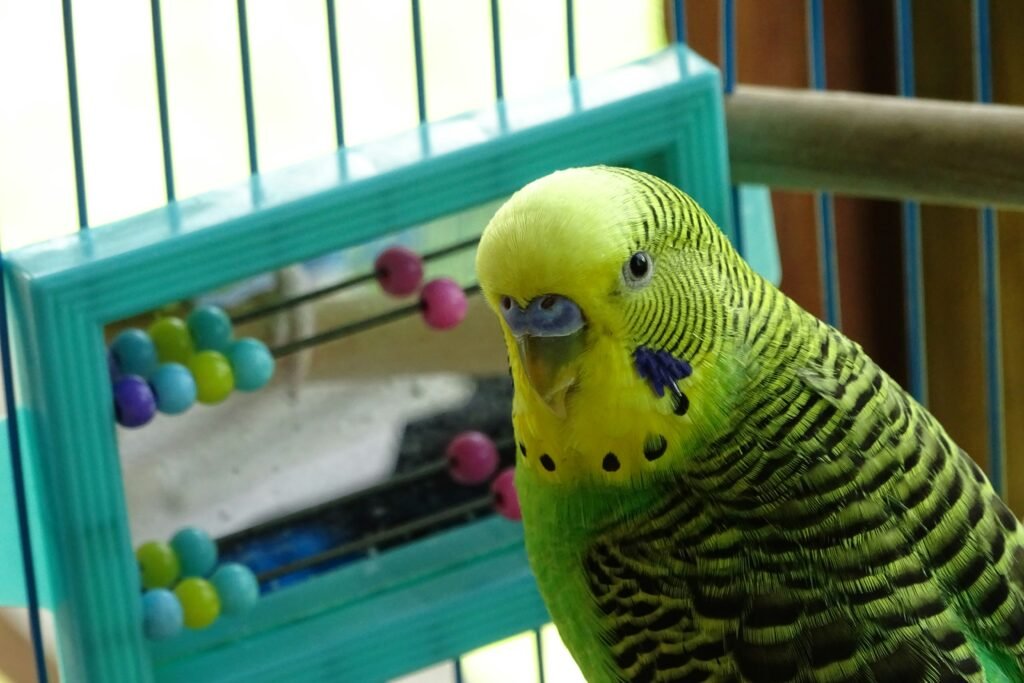 Bird with bird toy