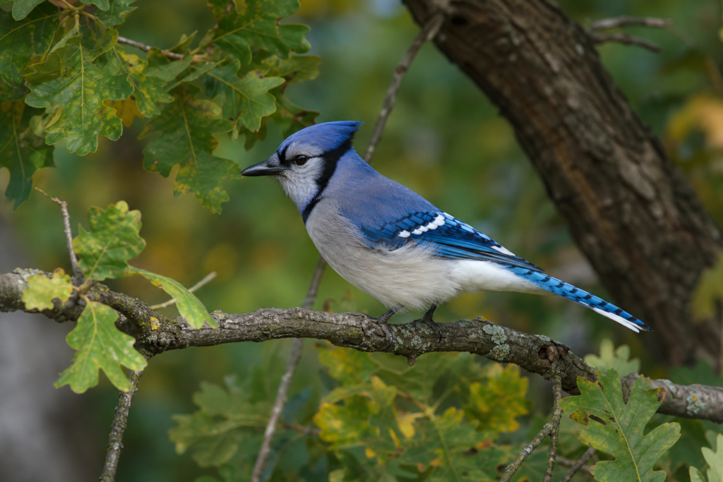 Blue jay perched on an oak branch in woodland habitat