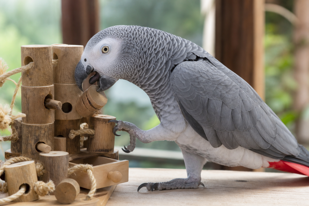 African grey parrot with wooden foraging puzzle toys